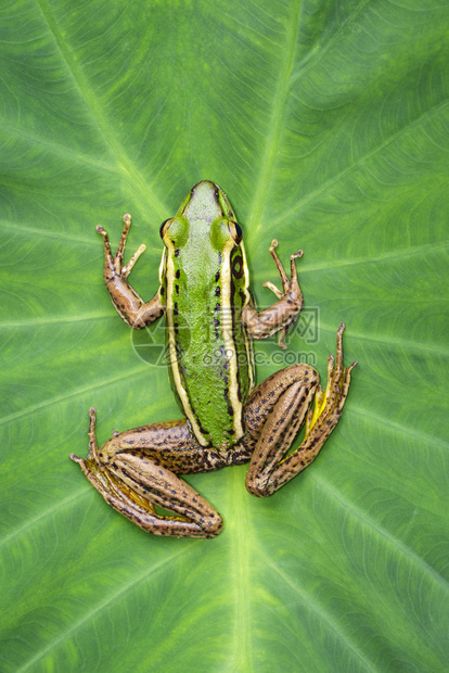 绿青蛙或Ranaerethraea在绿叶上图片
