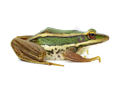 水稻田绿青蛙或Ranaerethraea的白色背景图象图片