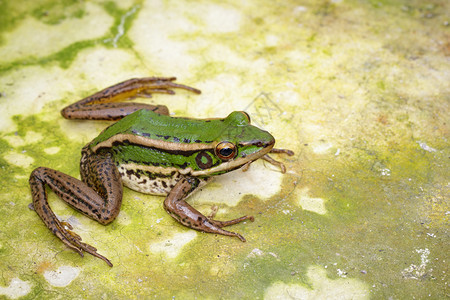 稻田绿青蛙或Ranaerethraea在地板上的图像图片