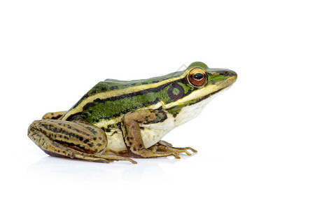 水稻田绿青蛙或Ranaerethraea的白色背景图象图片