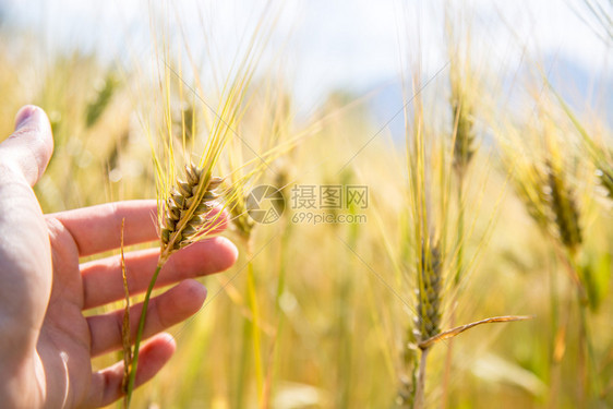 农民在日落时触摸小麦图片