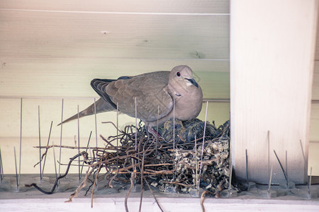 小鸽鸟和妈坐在巢里图片