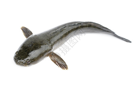 白背景的条纹蛇头鱼图像水生动物图片