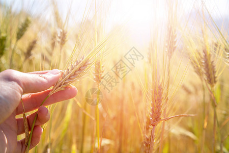 农民在日落时触摸小麦耳朵图片