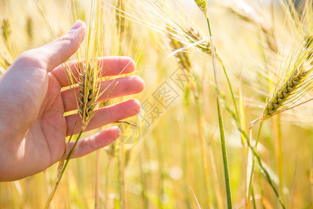 农民在日落时触摸小麦耳朵图片