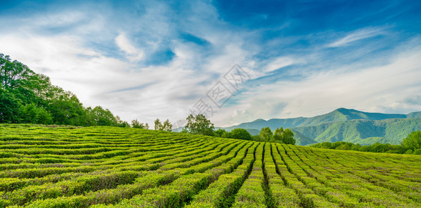 茶叶种植园惊人的风景观图片