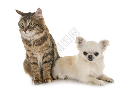 在白色背景面前的KurilianBobtail和Chihuahua图片