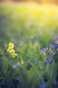 春花鲜朵多彩的夏季野花草地图片