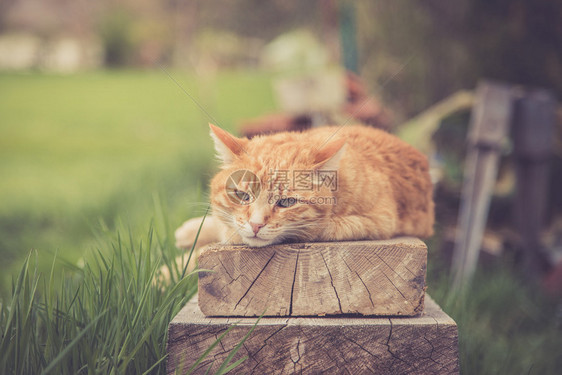 红斑猫躺在户外的木板上图片