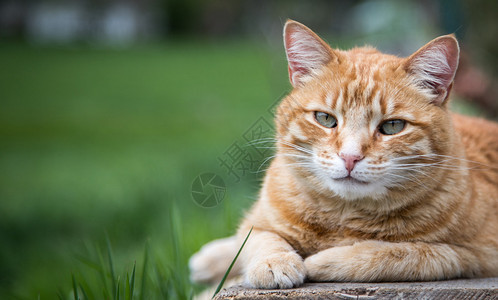 红斑猫躺在户外的木板上图片