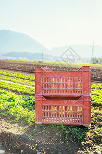种植田地农业蔬菜的红箱图片
