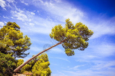 克罗地亚美丽海岸的坚固树木清蓝水图片