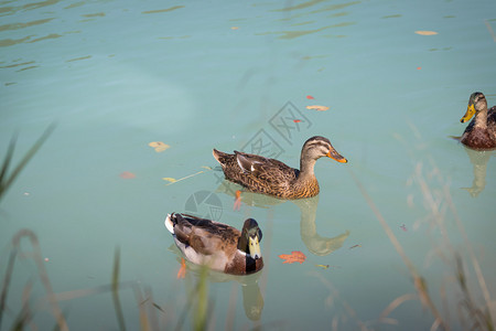 鸭子在多彩蓝河中游泳图片