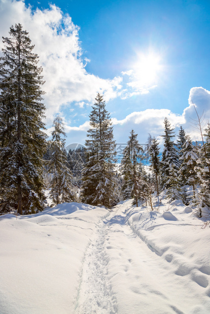 冬季风景包括人行道雪树和蓝天空图片
