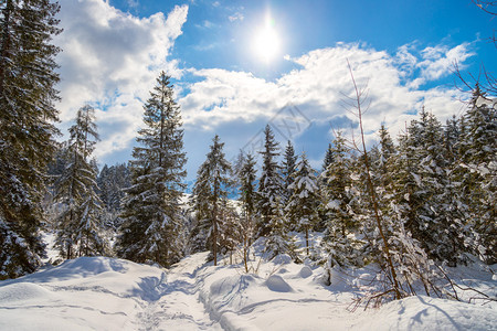 冬季风景包括人行道雪树和蓝天空图片