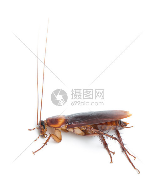 白色背景中孤立的蟑螂图片