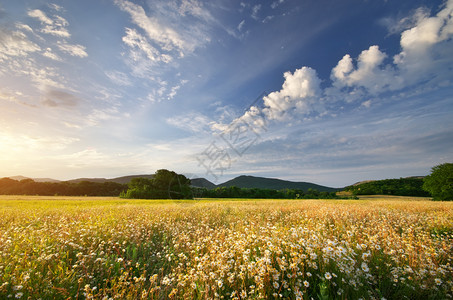 山地草原上的春菊花美丽风景高清图片下载 正版图片 摄图网