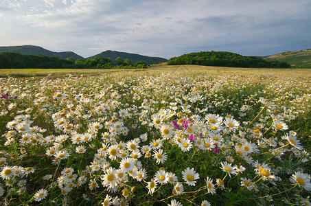 平原草原上的春菊花美丽风景背景