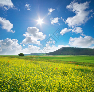 草原上的春黄花朵美丽的风景图片