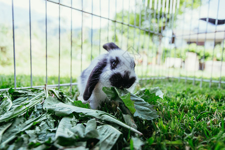 小可爱兔子在户外院里吃沙拉绿草春天图片