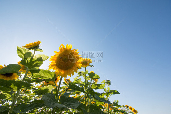 夏日向葵开花的田地蓝色天空图片