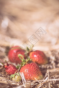 新鲜的红有机草莓放在地文字空间图片