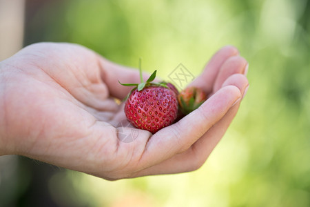 女孩手里拿着新鲜红成熟的草莓图片