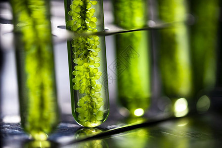 实验室藻类燃料生物工业藻类工业实验室的藻类研究中光生物体图片
