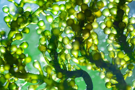 科学家正在研究藻类生物能源燃料能源研究背景图片