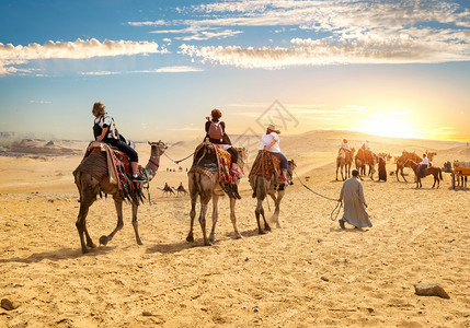 埃及吉萨金字塔附近的骆驼图片