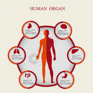 医学信息图的矢量说明人体的图表描述图片