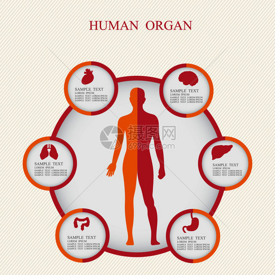 医学信息图的矢量说明人体的图表描述图片