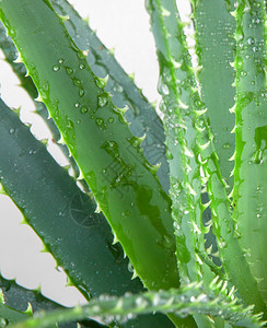 Aloevera一直被广泛发展成一种有机植物种是现代园艺人所喜爱的作为一种推定的药用植物并且是因为它的有趣花朵形态和富饶图片