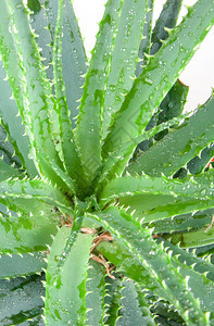 Aloevera一直被广泛发展成一种有机植物种是现代园艺人所喜爱的作为一种推定的药用植物并且是因为它的有趣花朵形态和富饶图片