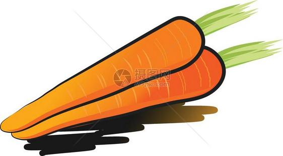 两根橙胡萝卜配绿色叶矢量颜图画或插图片