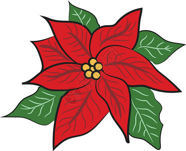 红圣诞花装饰配有绿叶矢量彩色绘画或插图背景图片