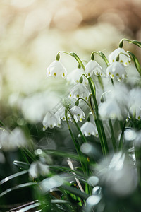 美丽的白雪花背景模糊春季图片