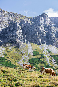 牛群在高山草原放牧链在背景中图片