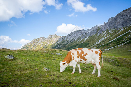 牛群在高山草原放牧链在背景中图片