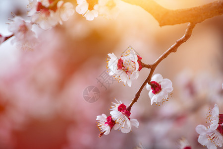 近距离的图片开花杏树粉红色花在春天图片