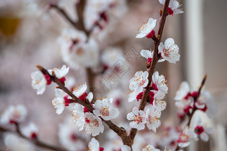 近距离的图片开花杏树粉红色花在春天图片