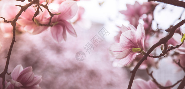新鲜美丽的木兰花春天粉色和白的颜图片