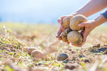 农民的手农民手里握着新鲜土豆收获品有机素食背景