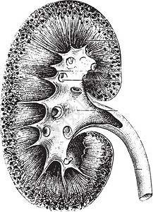 动物尿羊肾结构垂直切除以中位数截断用古代刻字图解来自paulgervais