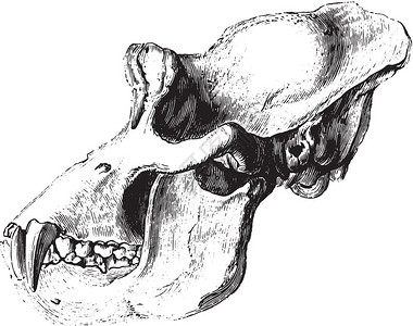 GorillaSkull古代刻画插图来自PaulGervais的动物元素图片