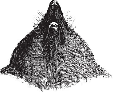 内鬼的头古代刻画图来自保罗格尔瓦斯的动物学元素图片