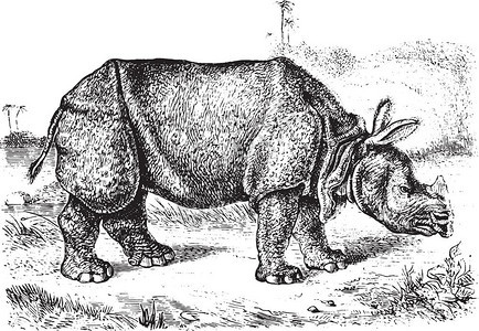 Rhinoceros独角兽古代雕刻的插图来自PaulGervais的动物元素图片