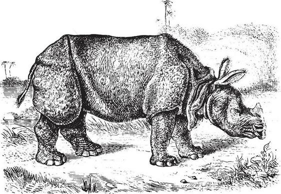 Rhinoceros独角兽古代雕刻的插图来自PaulGervais的动物元素图片
