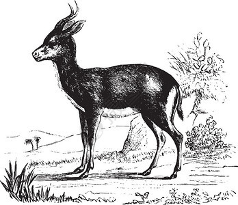 Antelopedorcas古代雕刻的插图来自PaulGervais的动物学元素图片