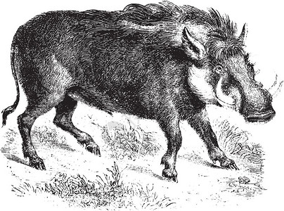养猪古代雕刻的插图来自PaulGervais的动物学元素图片